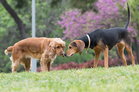 可卡犬和猎犬在公园相遇图片
