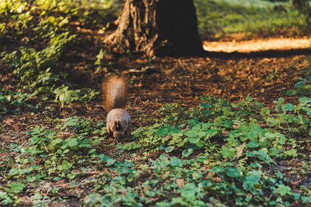 小松鼠毛松鼠在秋森林图片