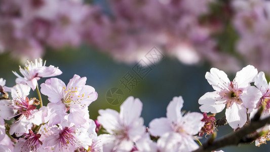 樱花樱花美丽的粉红色花朵图片