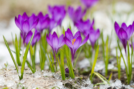 春天美丽的紫罗兰色番红花图片
