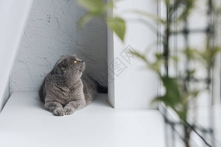 可爱的灰猫躺在窗台上抬头看图片