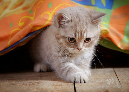床底下的小猫图片