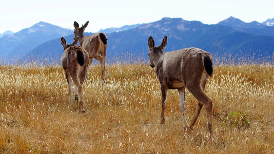 一群黑尾鹿停下来欣赏山背景图片