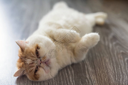 可爱的异国短毛猫的肖像在木地板上放松图片