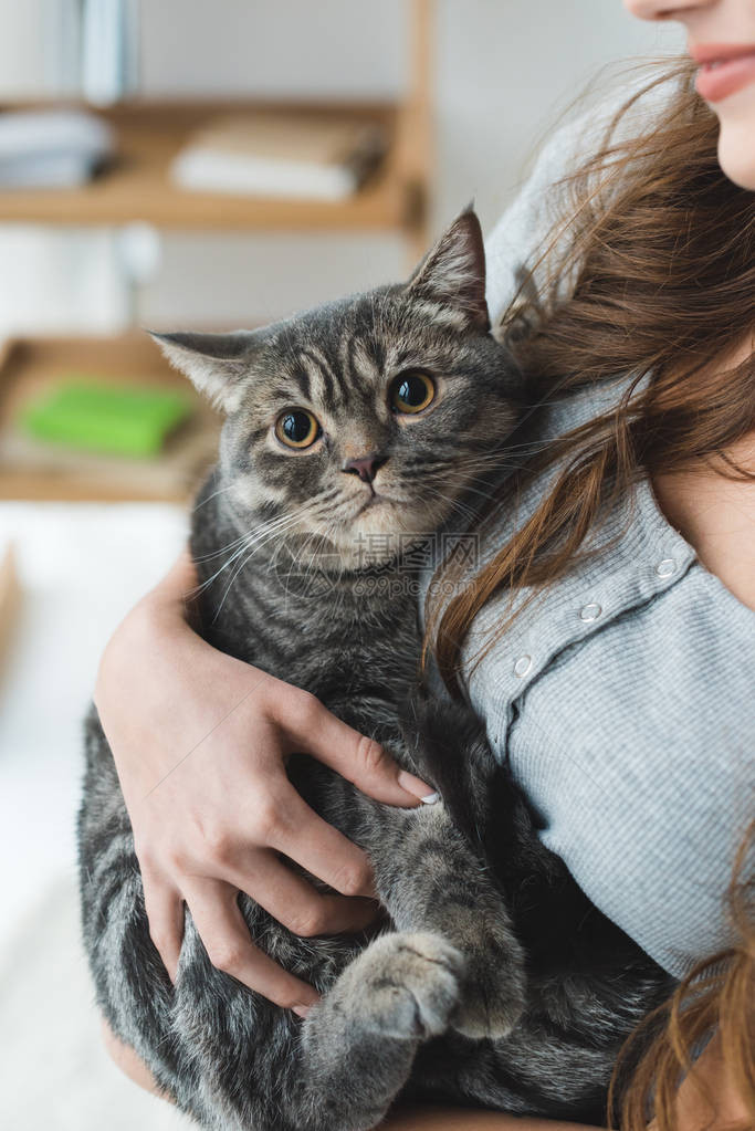 将可爱的小猫抓在手上的年图片