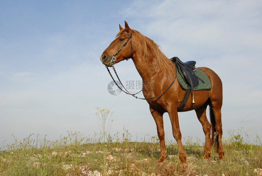 一匹美丽的棕色种马在田野里专心致志的肖像图片
