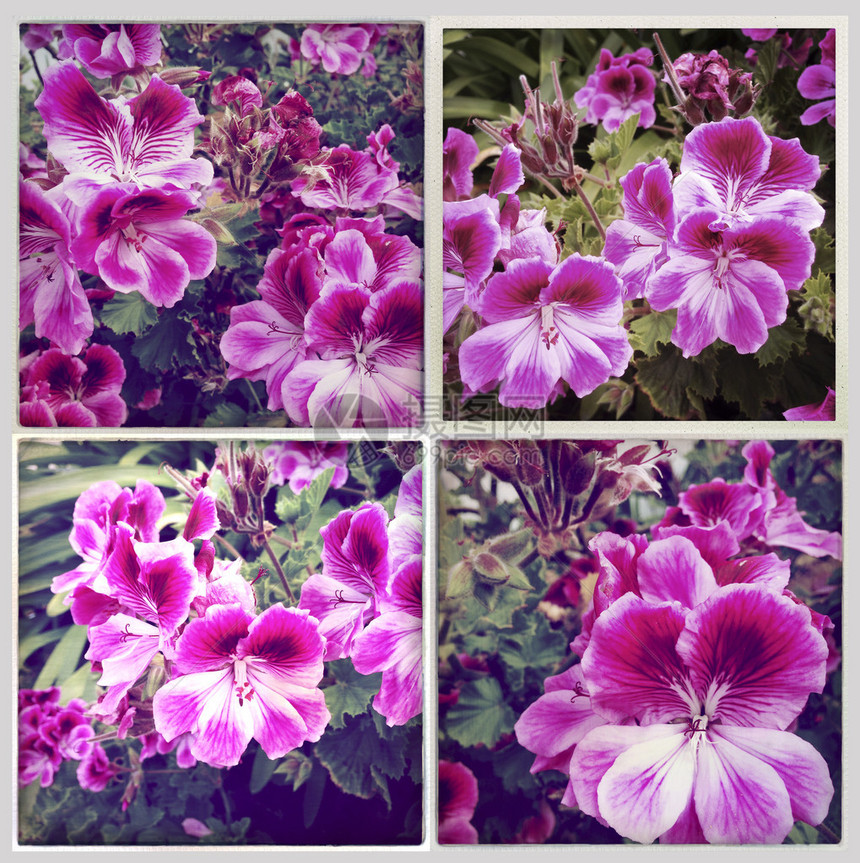 四张漂亮的粉红色花朵照片图片