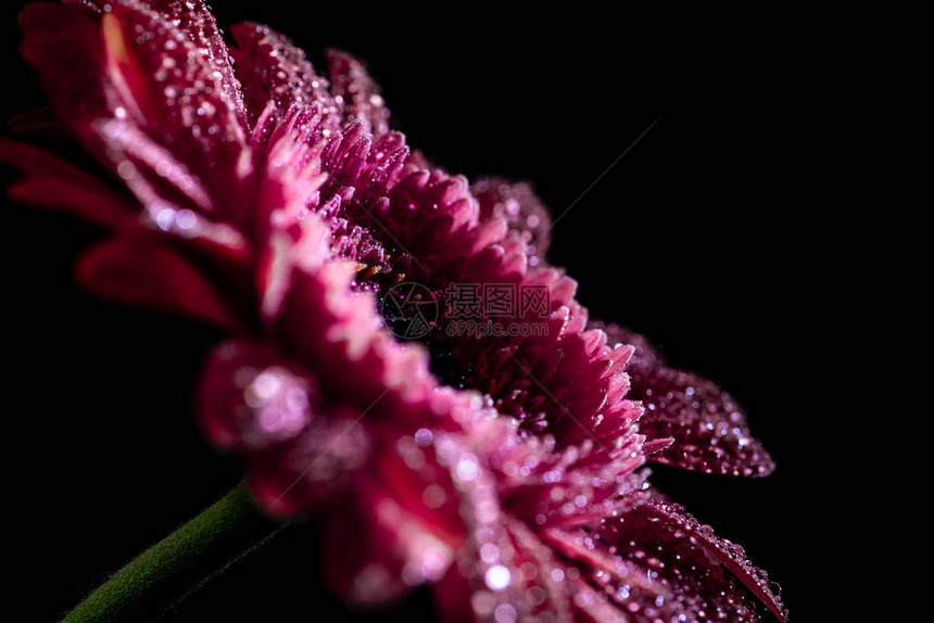 鲜粉色非洲菊花的特写花瓣上滴图片