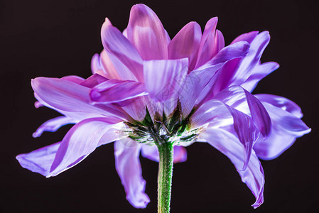 紧的花朵和紫花瓣图片