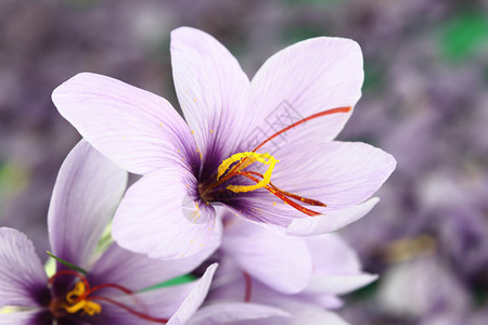 美丽的紫色藏红花番红花图片