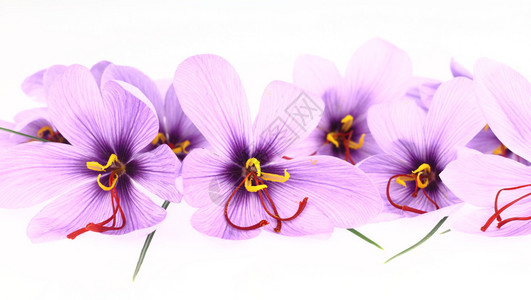 紫色藏红花番红花横幅图片