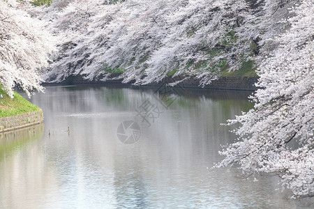 河边的日本樱花树图片