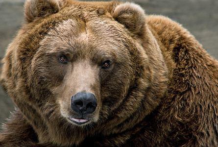 棕熊Ursusarc图片