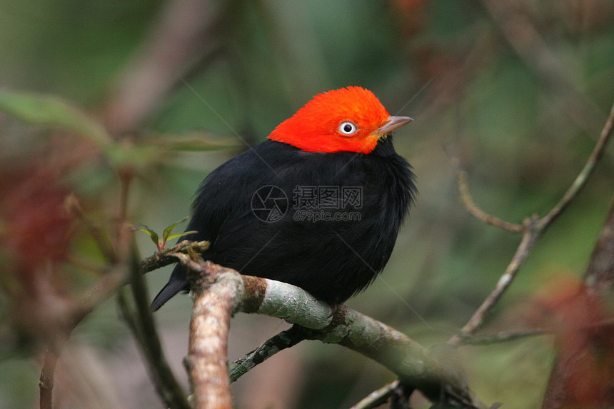 小红鸟和小黑鸟红色夹层马纳金Piprapsideis图片