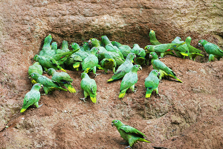 Mealy鹦鹉AmazonaFalinosa用图片