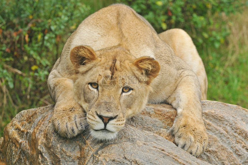 母狮在巨石上休息图片