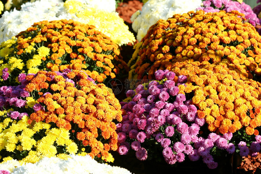花盆里满多彩的图片