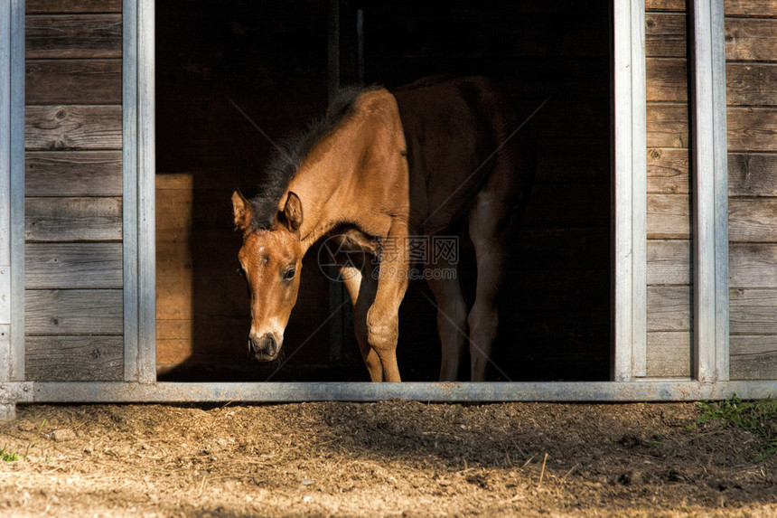 一只小骆驼站在小马厩里在爱达荷州海登附图片