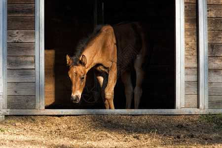 一只小骆驼站在小马厩里在爱达荷州海登附背景图片