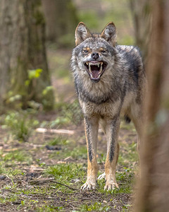 欧洲灰狼Canislupus从手树上咆哮以示防御警告凶猛的牙齿被显图片
