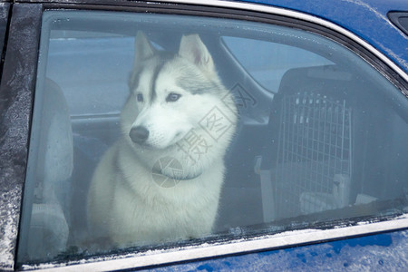 汽车里面的哈斯基狗图片