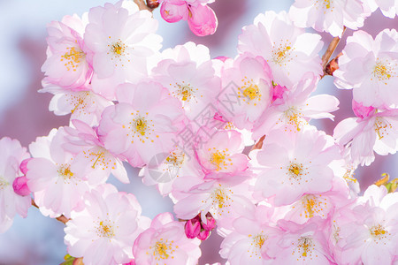 春天风景与美丽的粉红色樱花图片