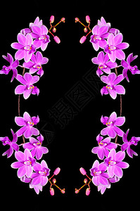 帕莱紫兰花图片