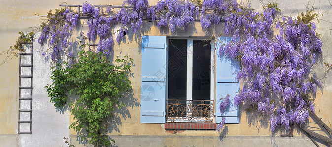 春的西洋花盛开与一栋老旧农村房子对撞窗边图片