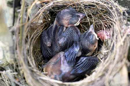 巢中刚出生的饥饿的小鸟图片