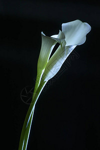 美丽的Calla百合花在图片