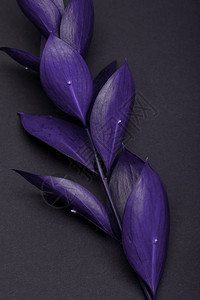 黑色上美丽的紫背景图片