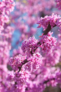 春天东红布树的明亮粉红色花图片