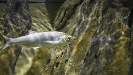 在水池族馆图片