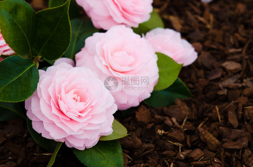 美丽的粉红色山茶花束图片