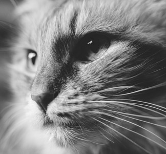 黑白版猫脸艺术形象背景图片