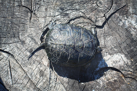 海龟壳在碎裂表面的顶部与动物一起在树桩背景图片