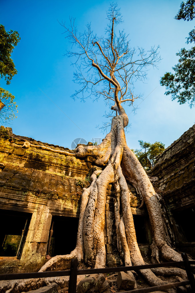 Angkor考古公园古老佛教塔普罗姆寺庙的建筑柬埔寨纪念碑暹粒图片