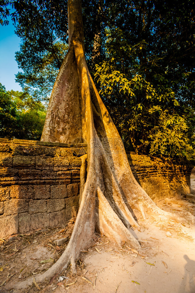 Angkor考古公园古老佛教塔普罗姆寺庙的建筑柬埔寨纪念碑暹粒图片