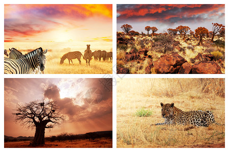 非洲野生动物园拼贴画图片