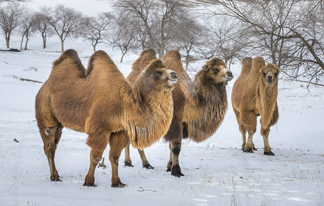在蒙古北部冬季风景中行走的野骆驼背景图片