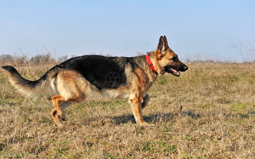 Runnung纯种德国牧羊犬在田野里图片