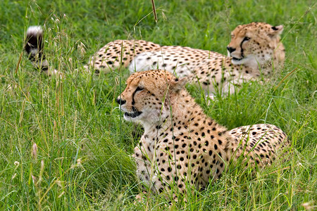 肯尼亚马萨伊马拉MassaiMara山草上躺图片