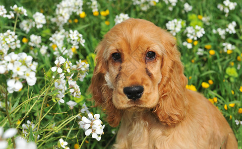 在一朵花的田地里一只小狗巴图片