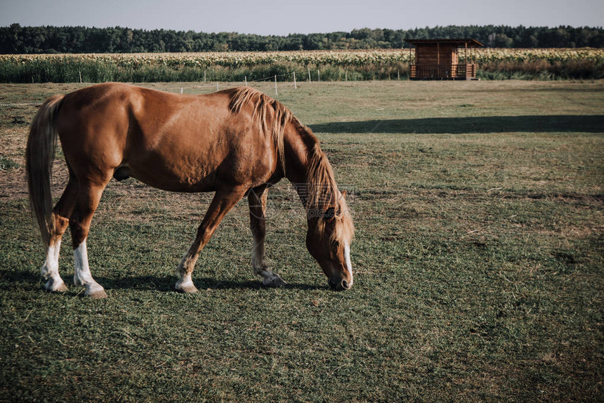美丽的棕色马在乡下草地图片