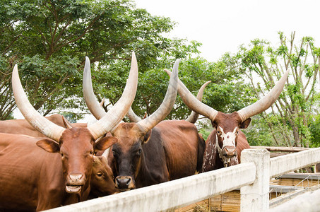 农场里的瓦图斯公牛图片