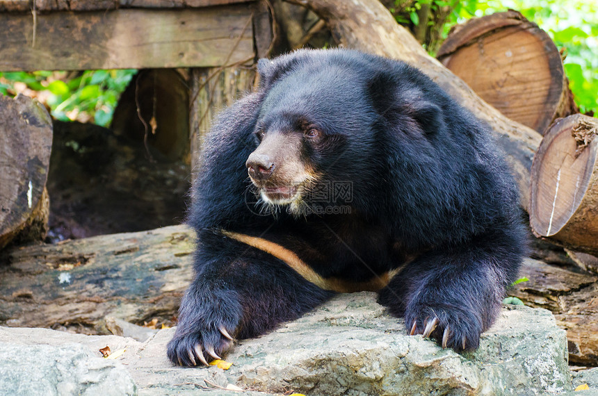 亚洲黑熊ursusthibe图片