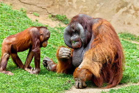 两个美丽的婆罗洲奥兰古坦Orangutan标本图片