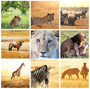 非洲野生动物园拼贴画图片