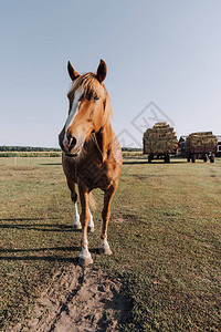 在牧场草地上放牧的美丽棕色马匹在田图片