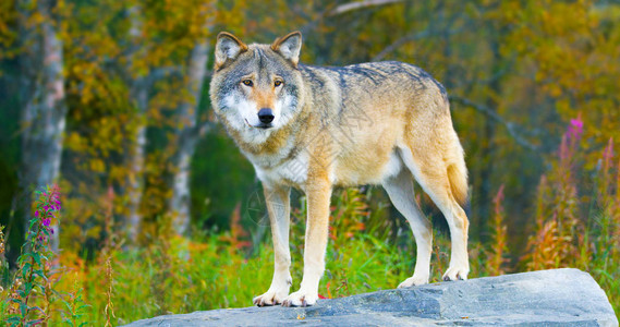 男灰狼站在森林的岩石上观背景图片